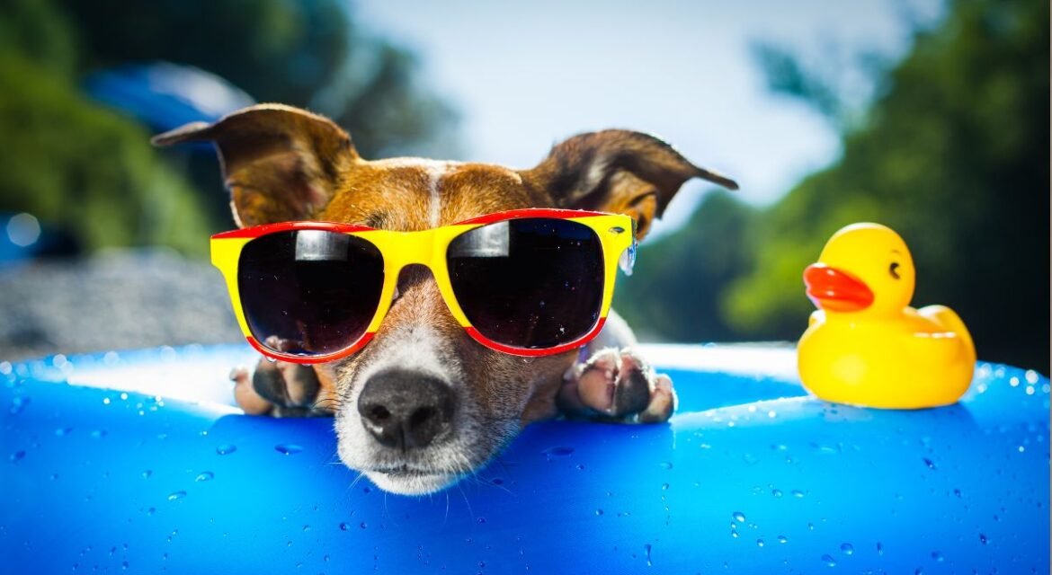 top-pet-hotel-Penang