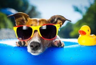 top-pet-hotel-Penang